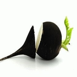 Le radis noir : allié du foie et du printemps