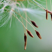 allergies en médecine chinoise