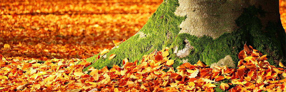 Image d'automne avec feuilles qui tombent et arbre