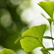 ginkgo biloba feuilles médecine chinoise
