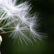 Comment faire face aux allergies ?