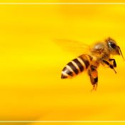 Apithérapie, une solutions naturelle et efficace